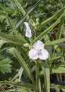 Spiderwort Tradescantia andersoniana Osprey, white Dayflower plant